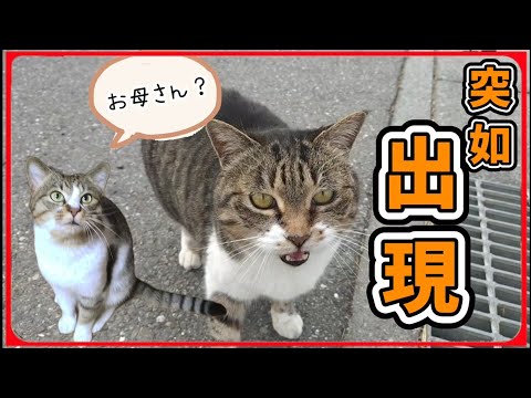 【母猫登場？】チビ猫そっくりな猫が出現しました　20250204、カラス＆四つ足クインテット（仮）