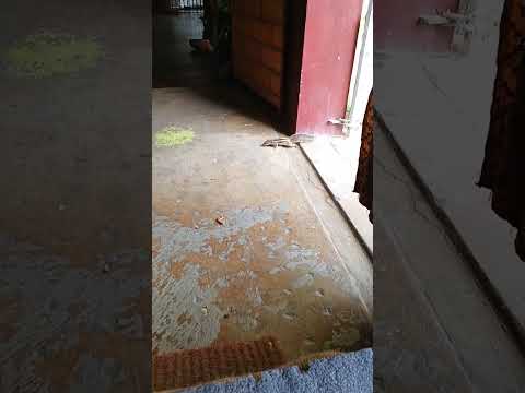 #squirrel #shorts  #youtubeshorts #viral