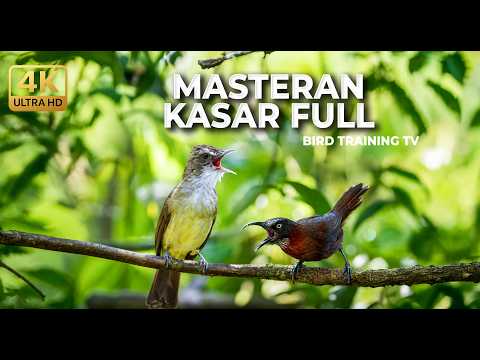 🔴 Live Masteran Kasar 2026 Tembakan Cucak Jenggot Sejalur Speed Rapat vs Tepus Kepala Abu Gacor