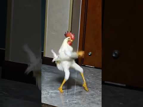 #murga ka dance chik kro #birds #roosterfarm #chickenbreeds #chicken #animals