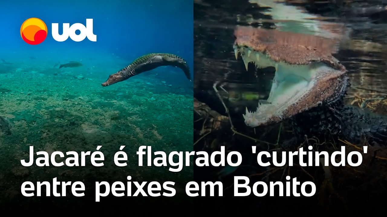 Jacaré é flagrado curtindo e nadando entre peixes em Bonito no Mato Grosso do Sul vídeo