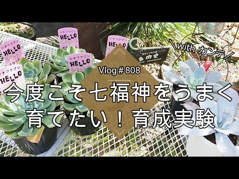 【Vlog808】【多肉植物】今度こそ七福神&カンテをうまく育てたい!育成実験【目指せデカベリア】