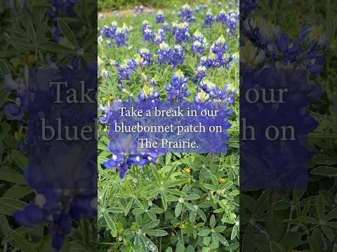 The bluebonnets are blooming on The Prairie.