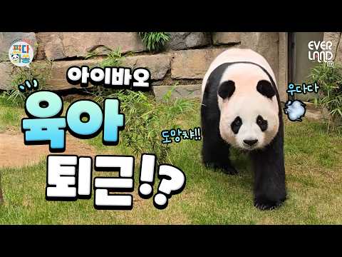 아이바오 <strong>컴백</strong>💚(Feat.툥바오의 NEW 앵글)｜#판다와쏭 #266