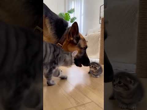 Dog bullies a cat & this happen… #cat #animalshorts #dogshorts