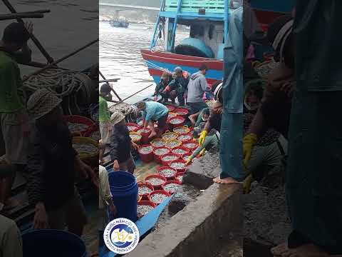 Hành Trình Cá Cơm Từ Biển Về Xưởng - Bí Quyết Làm Nên Nước Mắm Phú Việt Truyền Thống