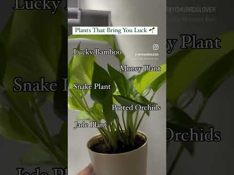 Plants | lucky plants | home decor | interiors | low maintenance plants | home interiors
