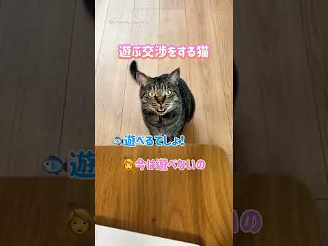 遊ぶ交渉をする猫 #保護猫 #ととまる #cat