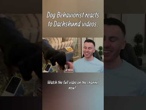 Dog trainer reacts to Dachshund videos part 2 #dachshund #dogs #dogtraining