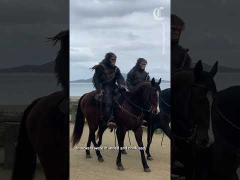 Apes on horseback spotted on a San Francisco beach