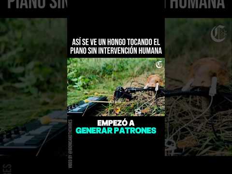 🍄🎹Un hongo tocando el piano sin intervención humana#ingenieria #biologia #curiosidades #datoscurisos