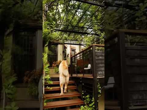 A beautiful house connected to nature #puppy #goldenretriever #nature #shorts