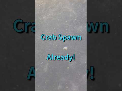 The fiddler crab had eggs yesterday and today, SPA 