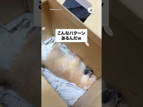 寝る子もいるんだ😳｜PECO