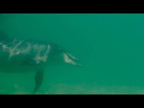 Mother Dolphin Talking to Unborn Child | Puck's Story Part 2 | Dolphins of Shark Bay