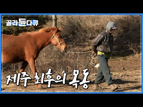 80 평생 말과 함께 해온 인생. 나는 제주 말몰이꾼 ‘말테우리’다┃한라산 중산간 자식 같은 말들과 할아버지의 평화로운 일상┃한국기행┃#골라듄다큐