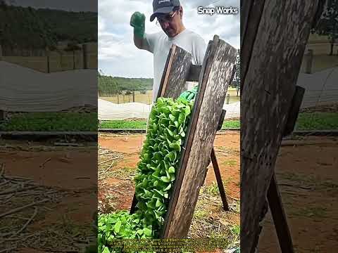 <strong>중력</strong> 낙하 목재 지그를 활용한 대용량 모종 트레이 분리 기술 #worker #process #agritech #horticulture #transplanting