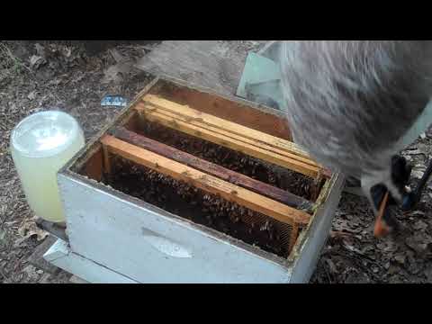 Follow-up on small swarm put in hive.