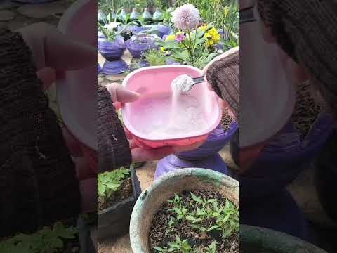 sering dibuang sia² padahal ampuh mencegah kerontokan bunga dan buah pada tanaman cabai #gardening