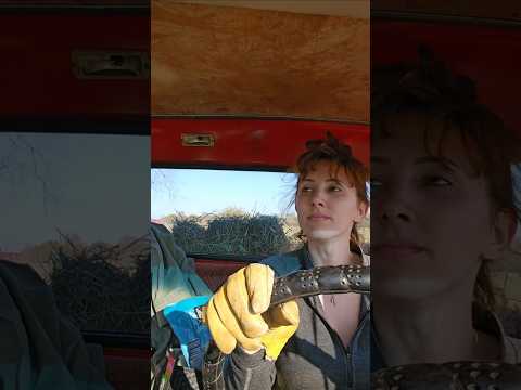 Hay Season in Michigan. Still one of my favorite videos. 🩷👩🌾🌾🛻 #farming #hay #oldtruck #dog #summer