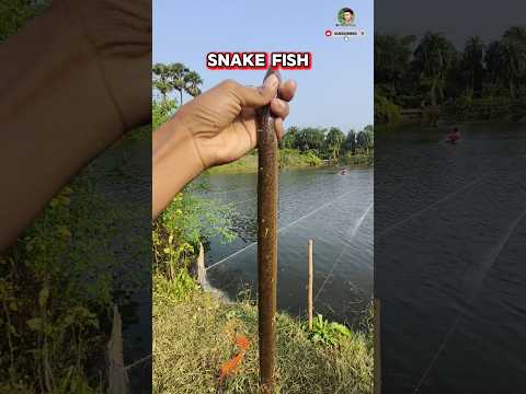 Snake Fish|| Mela okte Haku Goc||Santali Vlog||New santali video202#minivlog#fishing#shorts#santali