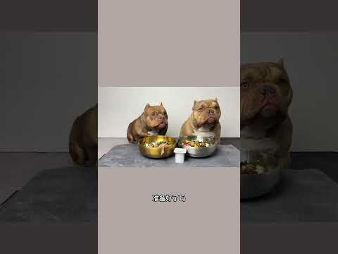 #恶霸犬 #萌宠出道计划 #干饭狗的日常 #狗吃的比我好系列 让我看看你们都吃了啥