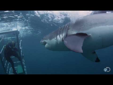 18-Foot Shark Attacks Cage | Great White Serial Killer - UCqOoboPm3uhY_YXhvhmL-WA