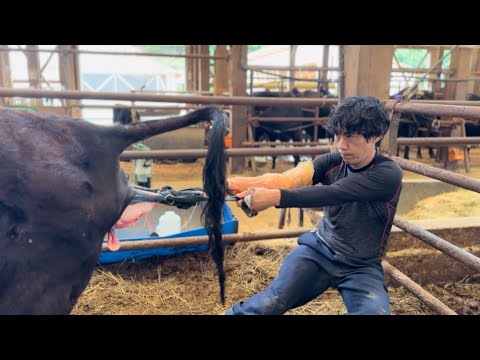 側頭位で子牛が生まれました