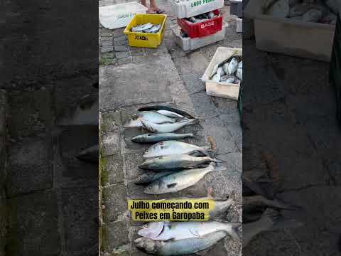 Julho começando com Peixes em Garopaba