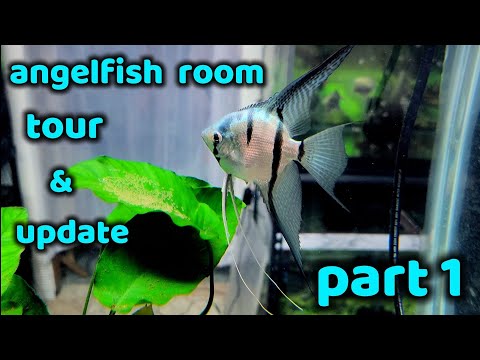 ANGELFISH ROOM TOUR JUNE 2023 PART 1 OF 2 Enjoy my angelfish room tour! This is a two part video, this one is part 1.
