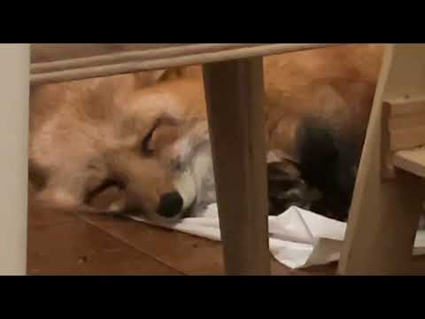 Алиса - лиса. Алиса улеглась спать, а Орёл скидывает сверху на неё семечки #лисяо #милота #лиса #fox