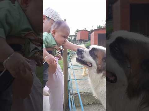 Le presento a mi nuevo hijo al perro más grande que tenemos😱🐶