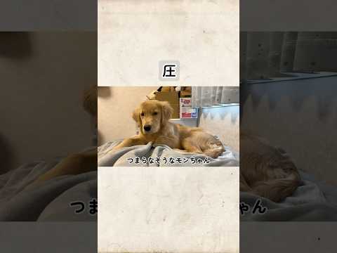 犬の動画サムネイル - 圧#goldenretriever #ゴールデンレトリバー