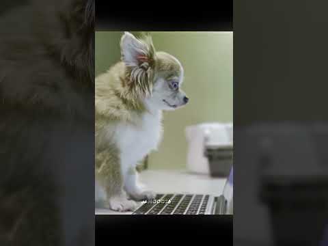 Chihuaha Humbles Jesus #shorst #funny #fax