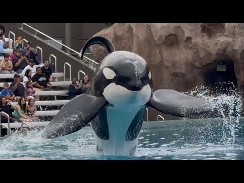 Newly Refreshed Orca Encounter at SeaWorld San Die Watch in “higher picture quality” 720p60 or 1080p60 ! This brought back so many childhood memori