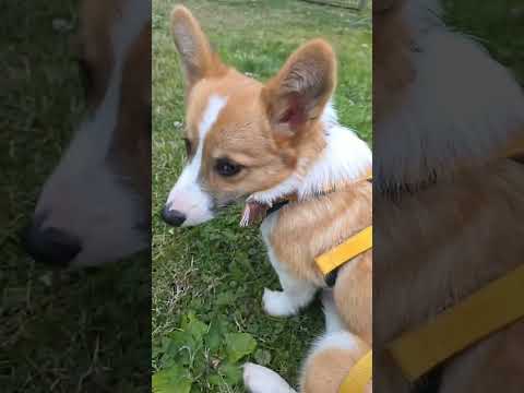 gimli is heading home from the park