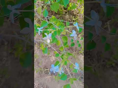 14 अक्तूबर 2025