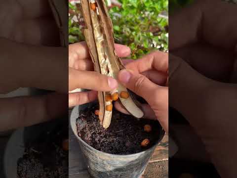 #hindisong #heenaprajapati