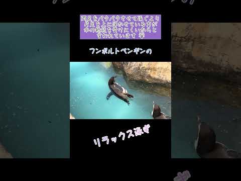東武動物公園のペンギンの昼間のかわいい泳ぎ方を紹介 サムネイル
