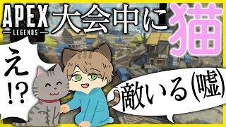 【APEX】DUO大会で猫と戯れるりきとーに悪魔の一声【rikito-chan】