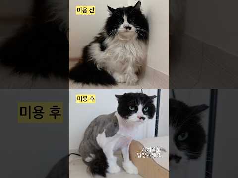손 안타는 장모고양이의 첫 <strong>미용</strong>♥️