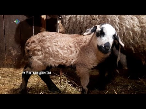 В конном центре «Аврора» овечка Бэлла родила двух малышей