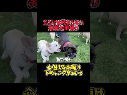 ただじゃ帰れない犬の里帰りがカオスすぎたwww #フレンチブルドッグ#犬のいる暮らし#おもしろ犬動画#癒しの時間#犬のいる生活#多頭飼いの日常#犬好きと繋がりたい#ブヒ#仲良し犬#ドッグランで大騒ぎ