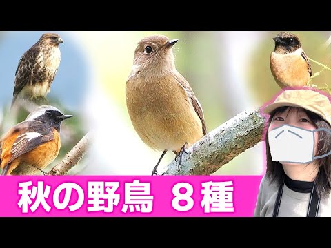 ジョウビタキの鳴き声♪秋は鳥がいっぱい！【野鳥撮影vlog】