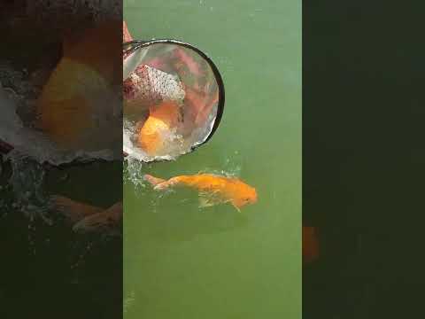 Thả lại cá chép #fishing