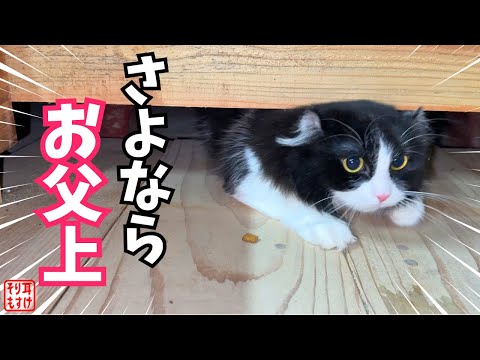 いなくなった我が子を探して必死に鳴くお父さん猫【ねこ脱走事件】