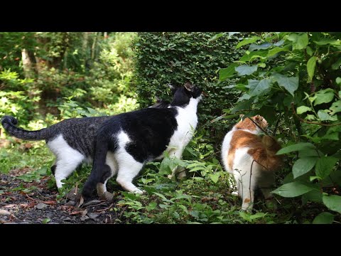 ちょびちろさばじろうの散歩で見られる猫たちのリラックスした姿 サムネイル