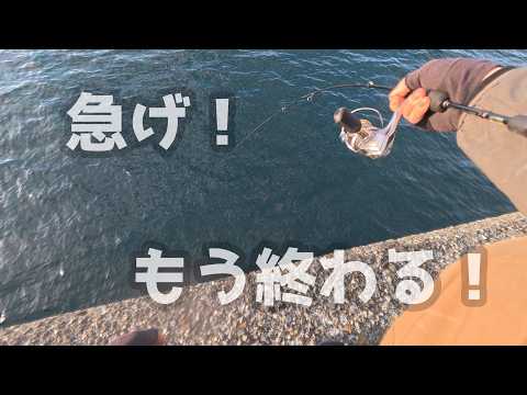 【急げ】春のデカアジシーズンに爆釣を狙うアジングが楽しすぎた件 #fishing
