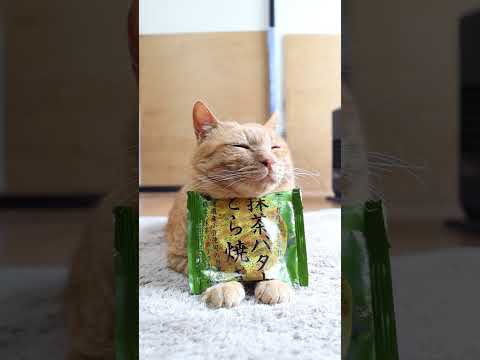 猫の動画サムネイル - 抹茶バターどら焼き　250723　#のせ猫　 #cat #cute #猫のいる暮らし　 #kitten #ねこ #ネコ　 #猫のいる生活　 #cutecat