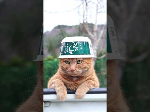猫の動画サムネイル - だしがきいてる うどんだっぺ　250603　#のせ猫　 #cat #cute #ネコ #猫のいる暮らし #ねこ #cutecat #猫のいる生活
